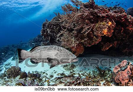 Stock Image - Black grouper, Cozumel, Quintana Roo, Mexico. Fotosearch