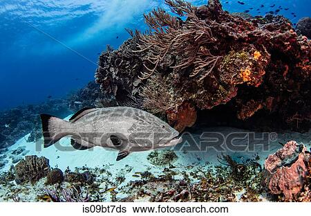 Black grouper, Cozumel, Quintana Roo, Mexico View Large Photo Image Stock Photograph - Black grouper, Cozumel, Quintana Roo, Mexico. Fotosearch