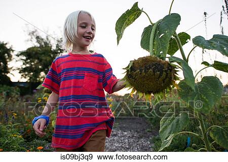 Blond haired boy in garden looking at drooping sunflower seedhead View Large Photo Image Stock Photo - Blond haired boy in garden looking at drooping sunflower seedhead. Fotosearch