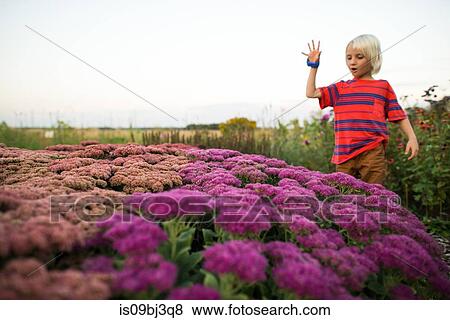 Blond haired boy in garden looking down at pink and purple flowers View Large Photo Image Stock Photo - Blond haired boy in garden looking down at pink and purple flowers. Fotosearch