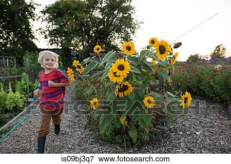 Blond haired boy running past sunflowers in garden View Large Photo Image Stock Photo - Blond haired boy running past sunflowers in garden. Fotosearch