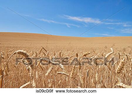 Blue skies over wheat field, Tensed, Idaho, United States View Large Photo Image Stock Image - Blue skies over wheat field, Tensed, Idaho, United States. Fotosearch