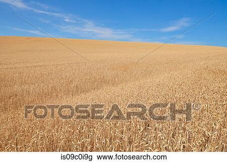 Blue skies over wheat field, Tensed, Idaho, United States View Large Photo Image Stock Image - Blue skies over wheat field, Tensed, Idaho, United States. Fotosearch