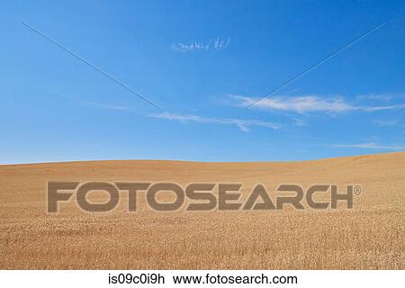 Stock Image - Blue skies over wheat field, Tensed, Idaho, United States. Fotosearch