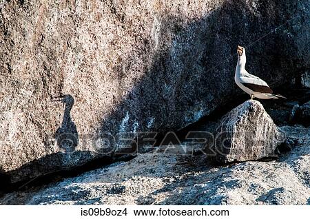 Booby bird on rock, Seymour, Galapagos, Ecuador, South America View Large Photo Image Picture - Booby bird on rock, Seymour, Galapagos, Ecuador, South America. Fotosearch