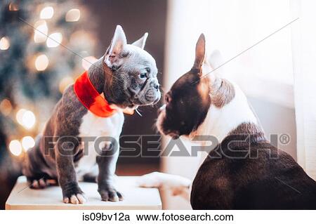 Boston Terrier and French Bulldog in red Christmas bow avoiding eye contact View Large Photo Image Stock Image - Boston Terrier and French Bulldog in red Christmas bow avoiding eye contact. Fotosearch