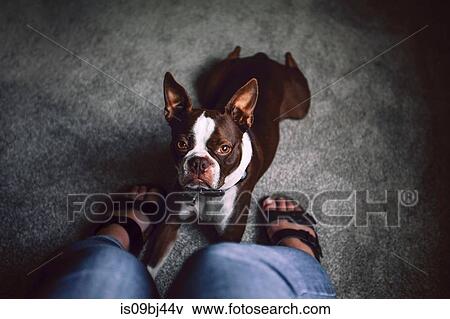 Boston terrier dog lying down at woman's feet, personal perspective View Large Photo Image Stock Photo - Boston terrier dog lying down at woman's feet, personal perspective. Fotosearch