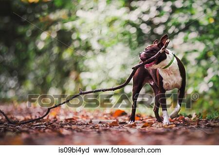 Boston terrier in rural setting, carrying large stick in mouth View Large Photo Image Stock Image - Boston terrier in rural setting, carrying large stick in mouth. Fotosearch