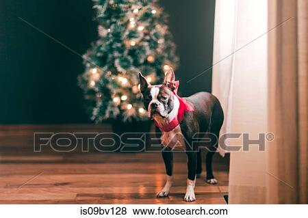 Boston Terrier wearing red bow, Christmas tree in background View Large Photo Image Stock Photo - Boston Terrier wearing red bow, Christmas tree in background. Fotosearch