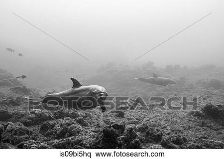 Bottlenose dolphins swimming close to rocky bottom, Colima, Mexico View Large Photo Image Stock Photography - Bottlenose dolphins swimming close to rocky bottom, Colima, Mexico. Fotosearch