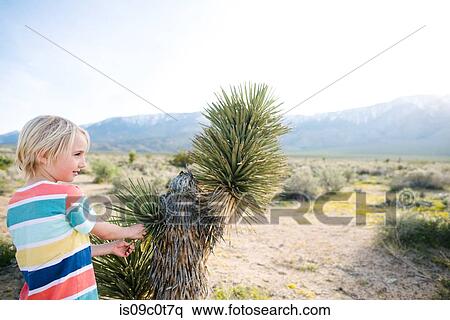 Boy beside Joshua tree, Olancha, California, US View Large Photo Image Stock Photography - Boy beside Joshua tree, Olancha, California, US. Fotosearch