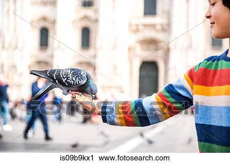 Boy feeding pigeon on hand in square, Milan, Lombardy, Italy View Large Photo Image Stock Image - Boy feeding pigeon on hand in square, Milan, Lombardy, Italy. Fotosearch