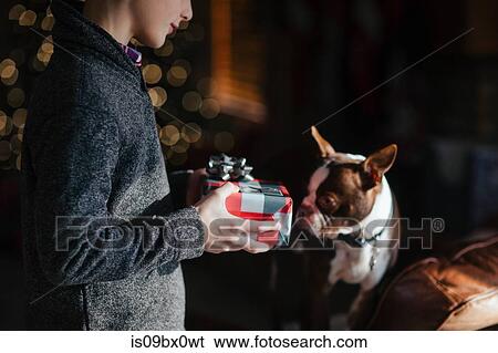 Boy giving Boston Terrier pet dog Christmas gift View Large Photo Image Stock Photograph - Boy giving Boston Terrier pet dog Christmas gift. Fotosearch