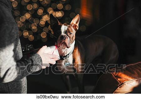 Boy giving Boston Terrier pet dog Christmas gift View Large Photo Image Stock Photograph - Boy giving Boston Terrier pet dog Christmas gift. Fotosearch