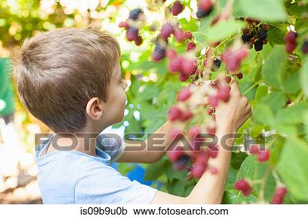 Boy picking berries off tree View Large Photo Image Stock Image - Boy picking berries off tree. Fotosearch