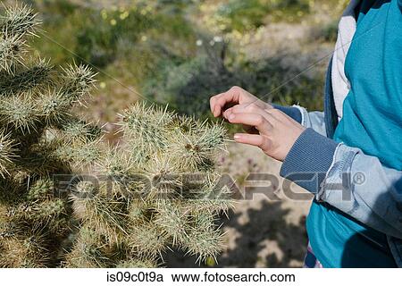 Boy picking spine of cactus, Cantil, California, United States View Large Photo Image Stock Image - Boy picking spine of cactus, Cantil, California, United States. Fotosearch