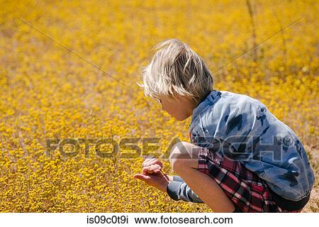 Boy picking yellow flowers in meadow, Cantil, California, United States View Large Photo Image Stock Image - Boy picking yellow flowers in meadow, Cantil, California, United States. Fotosearch