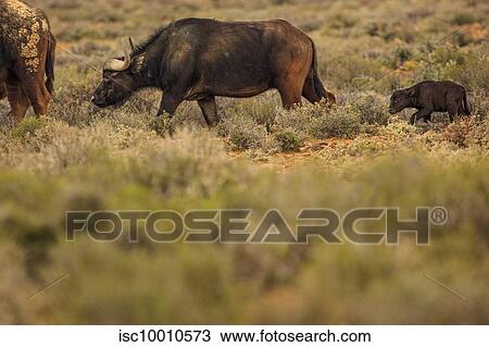 Buffaloes and calf grazing in nature reserve, Touws River, Western Cape, South Africa View Large Photo Image Stock Image - Buffaloes and calf grazing in nature reserve, Touws River, Western Cape, South Africa. Fotosearch