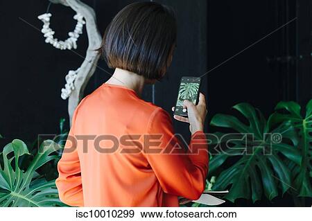 Businesswoman taking photograph of plant in office View Large Photo Image Stock Photo - Businesswoman taking photograph of plant in office. Fotosearch
