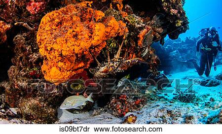 Stock Photography - Caribbean lobster, Cozumel, Quintana Roo, Mexico. Fotosearch