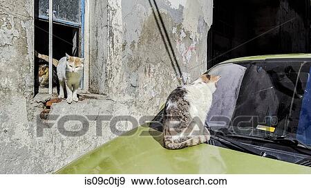 Stock Photo - Cat looking at windscreen, other cats at window of house, Istanbul, Turkey. Fotosearch