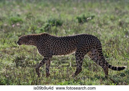 Cheetah (Acinonyx jubatus) walking in the savannah,, Tsavo, Kenya View Large Photo Image Stock Image - Cheetah (Acinonyx jubatus) walking in the savannah,, Tsavo, Kenya. Fotosearch