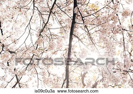 Cherry blossoms View Large Photo Image Stock Image - Cherry blossoms. Fotosearch