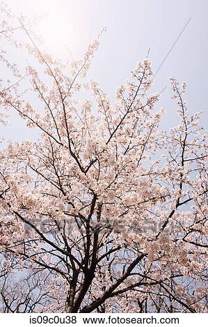 Cherry blossoms View Large Photo Image Stock Photo - Cherry blossoms. Fotosearch