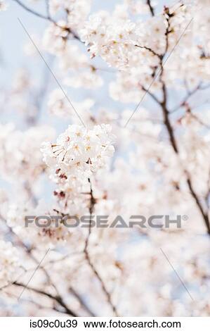 Cherry blossoms View Large Photo Image Stock Photo - Cherry blossoms. Fotosearch