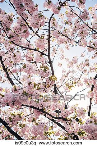 Cherry blossoms View Large Photo Image Stock Photography - Cherry blossoms. Fotosearch