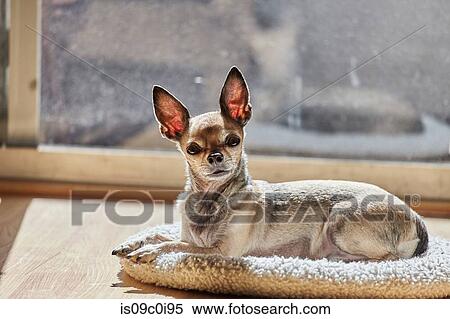 Chihuahua relaxing on cushion View Large Photo Image Stock Photography - Chihuahua relaxing on cushion. Fotosearch