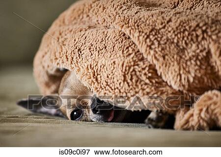 Chihuahua resting underneath blanket on couch View Large Photo Image Stock Photo - Chihuahua resting underneath blanket on couch. Fotosearch