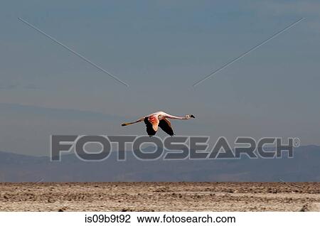Chilean Flamingo, (Phoenicopterus chilensis), Laguna Chaxa, Salar de Atacama, Atacama Desert, Chile View Large Photo Image Stock Image - Chilean Flamingo, (Phoenicopterus chilensis), Laguna Chaxa, Salar de Atacama, Atacama Desert, Chile. Fotosearch
