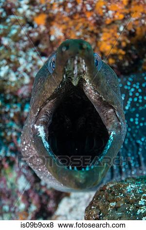 Close up of Moray Eel with mouth open, Seymour, Galapagos, Ecuador, South America View Large Photo Image Stock Photo - Close up of Moray Eel with mouth open, Seymour, Galapagos, Ecuador, South America. Fotosearch