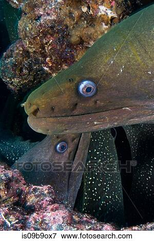 Close up of Moray Eels, Seymour, Galapagos, Ecuador, South America View Large Photo Image Stock Photo - Close up of Moray Eels, Seymour, Galapagos, Ecuador, South America. Fotosearch