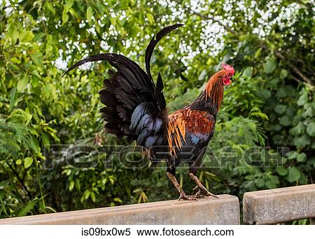 Stock Photography - Cockerel on fence in forest. Fotosearch