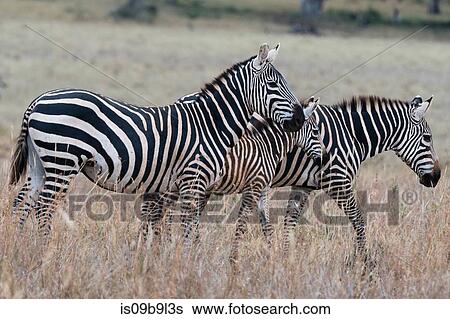 Common zebras (Equus quagga) Tsavo, Kenya, Africa View Large Photo Image Stock Photograph - Common zebras (Equus quagga) Tsavo, Kenya, Africa. Fotosearch