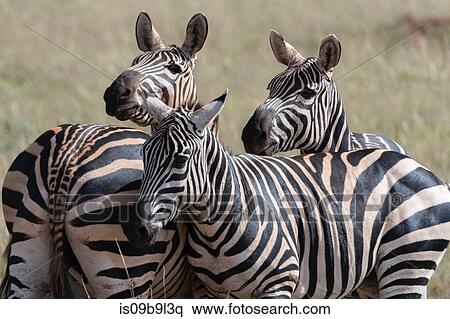 Stock Photography - Common zebras (Equus quagga) Tsavo, Kenya, Africa. Fotosearch
