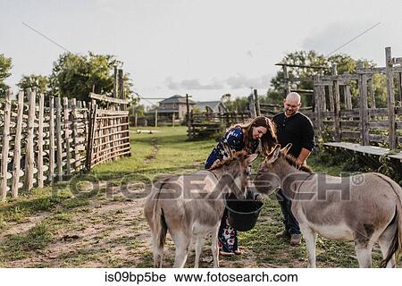 Couple feeding pet donkeys View Large Photo Image Stock Image - Couple feeding pet donkeys. Fotosearch