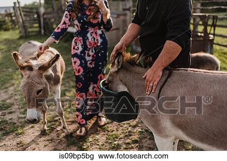 Couple feeding pet donkeys View Large Photo Image Stock Image - Couple feeding pet donkeys. Fotosearch