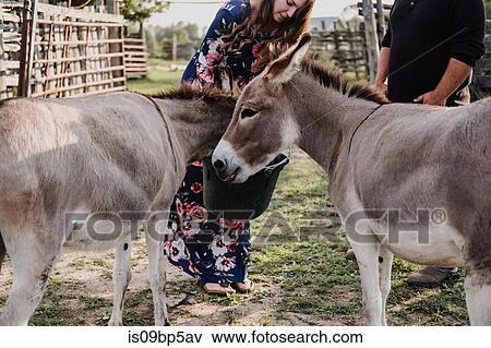 Couple feeding pet donkeys View Large Photo Image Stock Photo - Couple feeding pet donkeys. Fotosearch