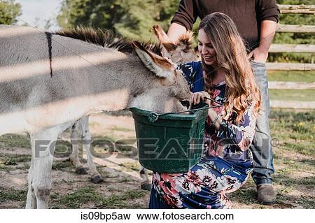 Couple feeding pet donkeys View Large Photo Image Stock Photo - Couple feeding pet donkeys. Fotosearch