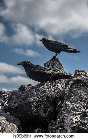 Stock Photography - Crows on rocks, Revillagigedo, Tamaulipas, Mexico. Fotosearch