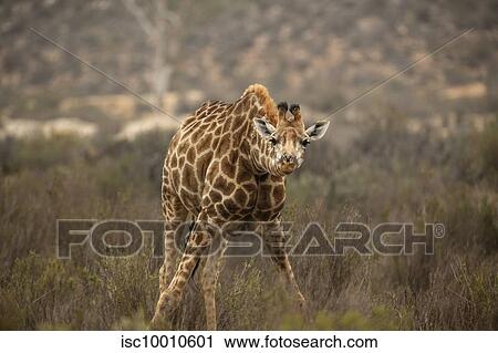 Curious giraffe calf bowing in nature reserve, Touws River, Western Cape, South Africa View Large Photo Image Stock Image - Curious giraffe calf bowing in nature reserve, Touws River, Western Cape, South Africa. Fotosearch