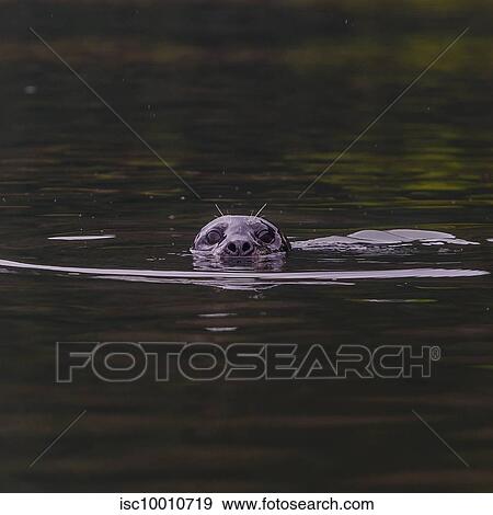 Curious seal at water surface, Squamish River, Howe Sound, Canada View Large Photo Image Stock Photo - Curious seal at water surface, Squamish River, Howe Sound, Canada. Fotosearch