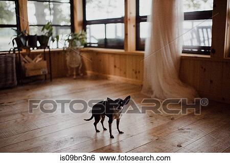 Cute dog standing on living room floorboards, portrait View Large Photo Image Stock Photograph - Cute dog standing on living room floorboards, portrait. Fotosearch