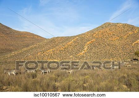 Stock Photo - Dazzle of zebras grazing in nature reserve, Touws River, Western Cape, South Africa. Fotosearch