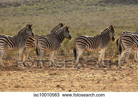 Dazzle of zebras in nature reserve, Touws River, Western Cape, South Africa View Large Photo Image Stock Image - Dazzle of zebras in nature reserve, Touws River, Western Cape, South Africa. Fotosearch