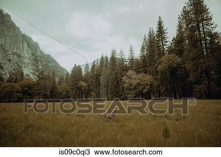 Deer grazing in nature reserve, Yosemite National Park, California, United States View Large Photo Image Stock Image - Deer grazing in nature reserve, Yosemite National Park, California, United States. Fotosearch