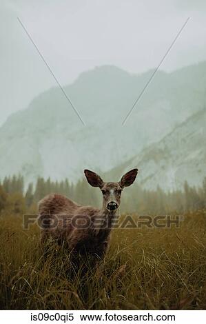 Deer in nature reserve, Yosemite National Park, California, United States View Large Photo Image Stock Photography - Deer in nature reserve, Yosemite National Park, California, United States. Fotosearch